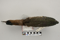 Butorides striatus image