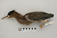 Butorides striatus image