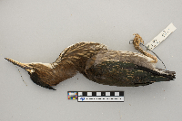 Butorides striatus image