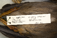 Butorides striatus image