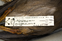 Butorides striatus image