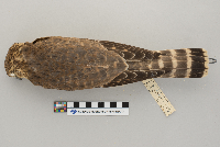 Falco columbarius image