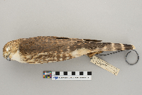 Falco columbarius image