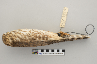 Falco columbarius image
