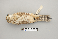 Falco columbarius image