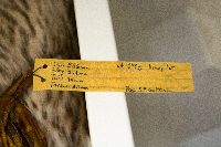 Anas platyrhynchos image