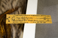 Anas platyrhynchos image