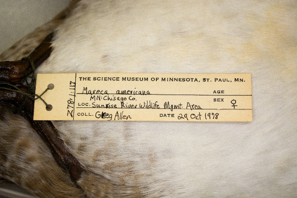 mareca americana image