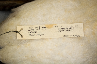 thumbnail image of current specimen