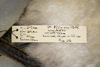 Aechmophorus occidentalis image