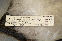 Aechmophorus occidentalis image