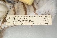 Bubo virginianus image