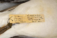 Larus delawarensis image