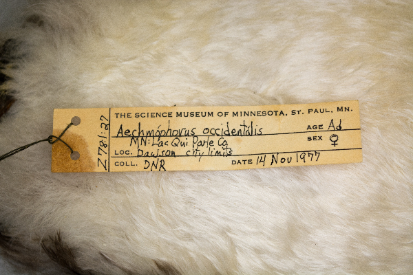 Aechmophorus occidentalis image