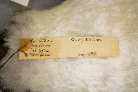 Aechmophorus occidentalis image