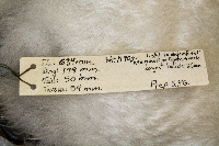 Aechmophorus occidentalis image