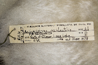 Aechmophorus occidentalis image