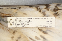 Buteo platypterus image