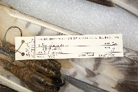 Buteo platypterus image