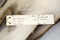 Buteo jamaicensis image