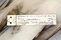 Buteo jamaicensis image