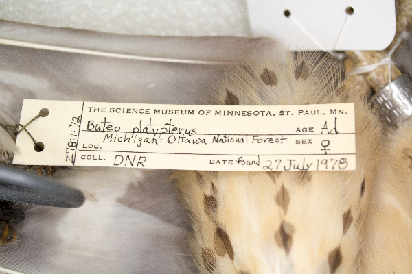 Buteo platypterus image