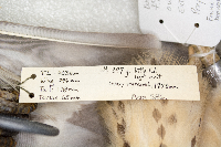Buteo platypterus image