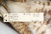 Buteo platypterus image