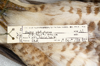Buteo platypterus image