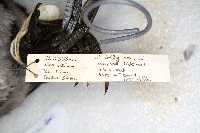 Fulica americana image