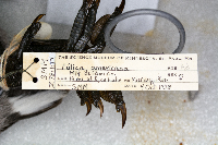Fulica americana image