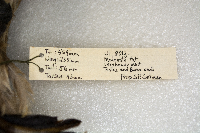 Aythya americana image