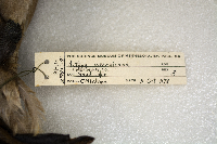 Aythya americana image