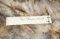 Thumbnail image of current specimen