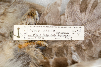 Image of Strix aluco