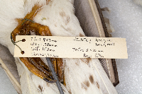 thumbnail image of current specimen