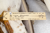 thumbnail image of current specimen