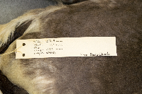 Branta bernicla image