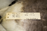 Branta bernicla image