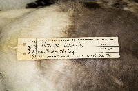 Branta bernicla image