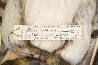 Pandion haliaetus image