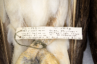 Pandion haliaetus image