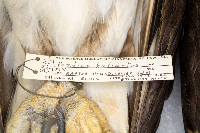 Pandion haliaetus image