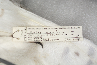 Thumbnail image of current specimen