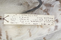 Thumbnail image of current specimen