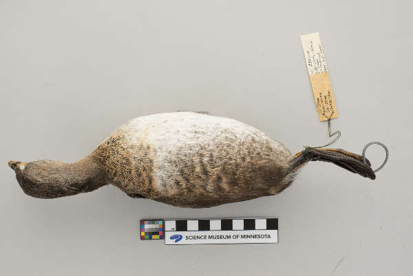 Podicipedidae image