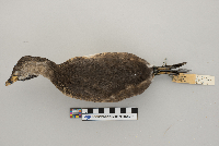 Podilymbus podiceps image