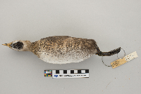 Podilymbus podiceps image