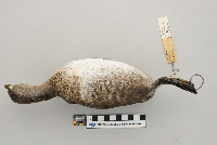 Podilymbus podiceps image
