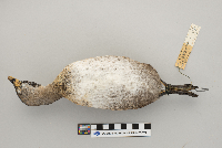 Podilymbus podiceps image